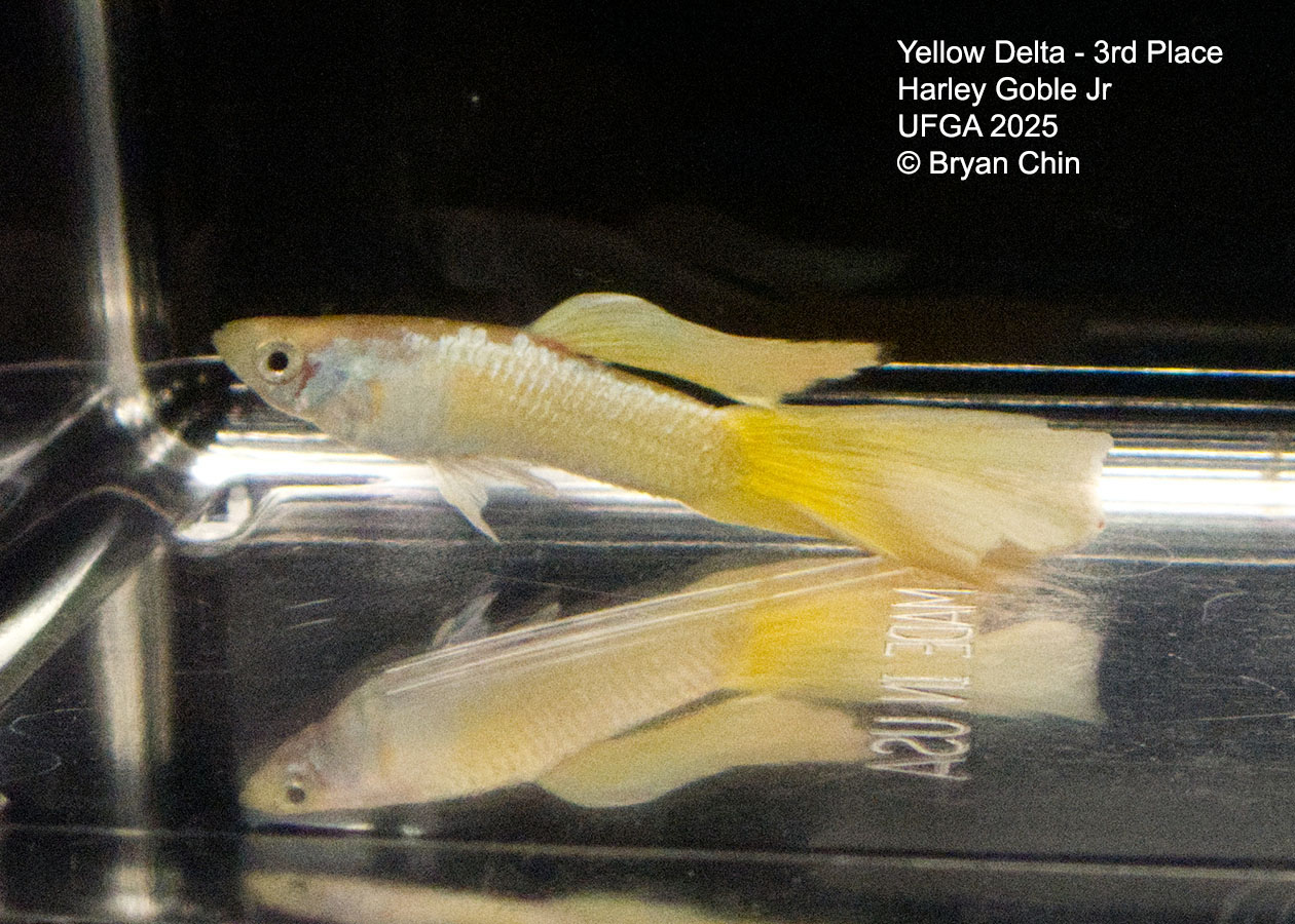 Guppy Yellow